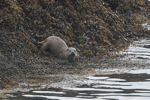 Otter Photography by Betty Folder