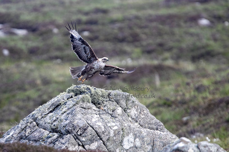 Bird Photography by Betty Fold Gallery