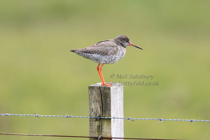 Bird photography by Betty Fold Gallery