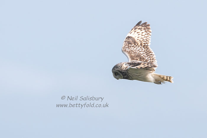 Short Eared Owl by Betty Fold Gallery